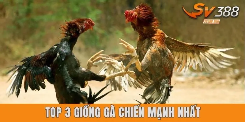 Top 3 giống gà chiến mạnh nhất