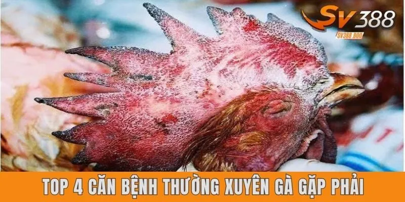Top 4 căn bệnh thường xuyên gà gặp phải