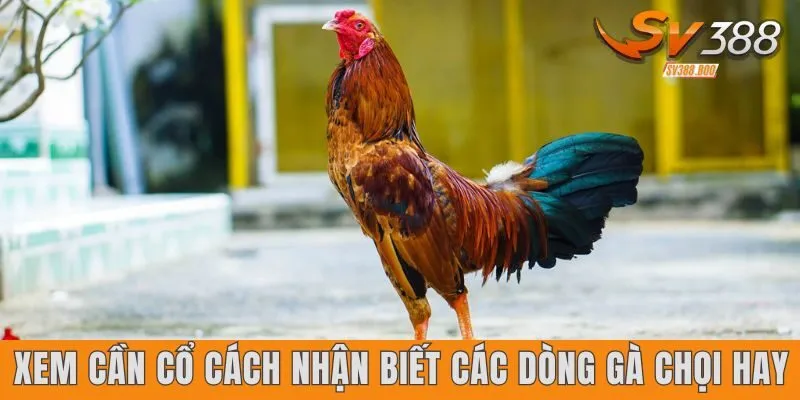 Xem cần cổ là cách nhận biết các dòng gà chọi hay